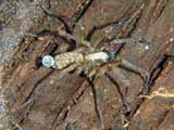 Histopona torpida