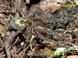 Amaurobius fenestralis