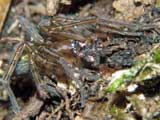 Amaurobius fenestralis