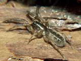 Segestria senoculata