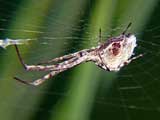 Uloborus