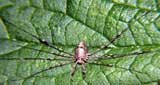 Dicranopalpus ramosus
