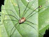 Leiobunum blackwalli