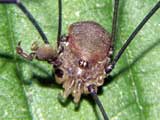 Leiobunum blackwalli