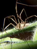 Phalangium opilio