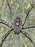 Platybunus pinetorum