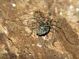 Platybunus pinetorum