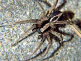 Alopecosa albofasciata