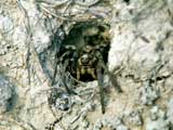 Lycosa tarentula