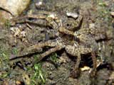 Pardosa amentata