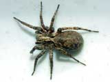 Pardosa amentata