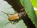 Stictoleptura rubra