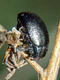 Chrysomelidae