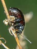 Chrysomelidae