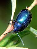 Chrysolina coerulans