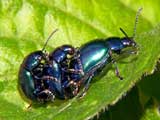 Chrysolina coerulans