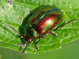 Chrysolina fastuosa