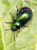 Gastrophysa viridula