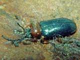 Oulema melanopus