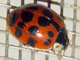 Harmonia axyridis