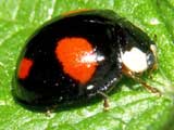 Harmonia axyridis