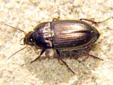 Amara sp.