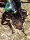 Calosoma sycophanta