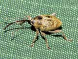 Curculio nucum