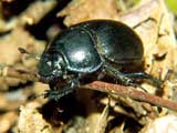 Anoplotrupes stercorosus