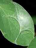 Nigma walckenaeri