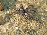 Arctosa perita