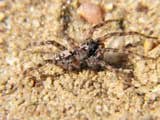 Arctosa perita