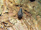 Platybunus pinetorum