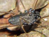 Platybunus pinetorum