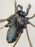 Platybunus pinetorum