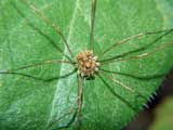 Rilaena triangularis