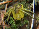 Diaea dorsata