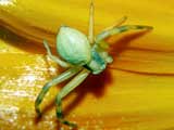 Runcinia grammica