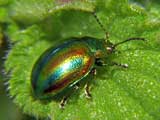 Chrysolina fastuosa