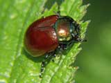 Chrysolina fastuosa