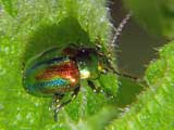 Chrysolina fastuosa