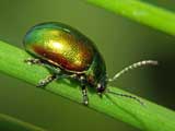 Chrysolina fastuosa