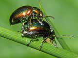 Chrysolina fastuosa