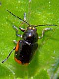 Cryptocephalus moraei