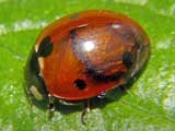 Coccinella quinquepunctata